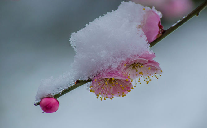 傲雪梅花幻灯片背景图片